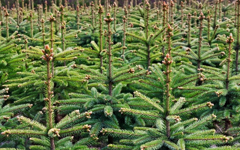 Laat uw kerstboom versnipperen of verbranden!