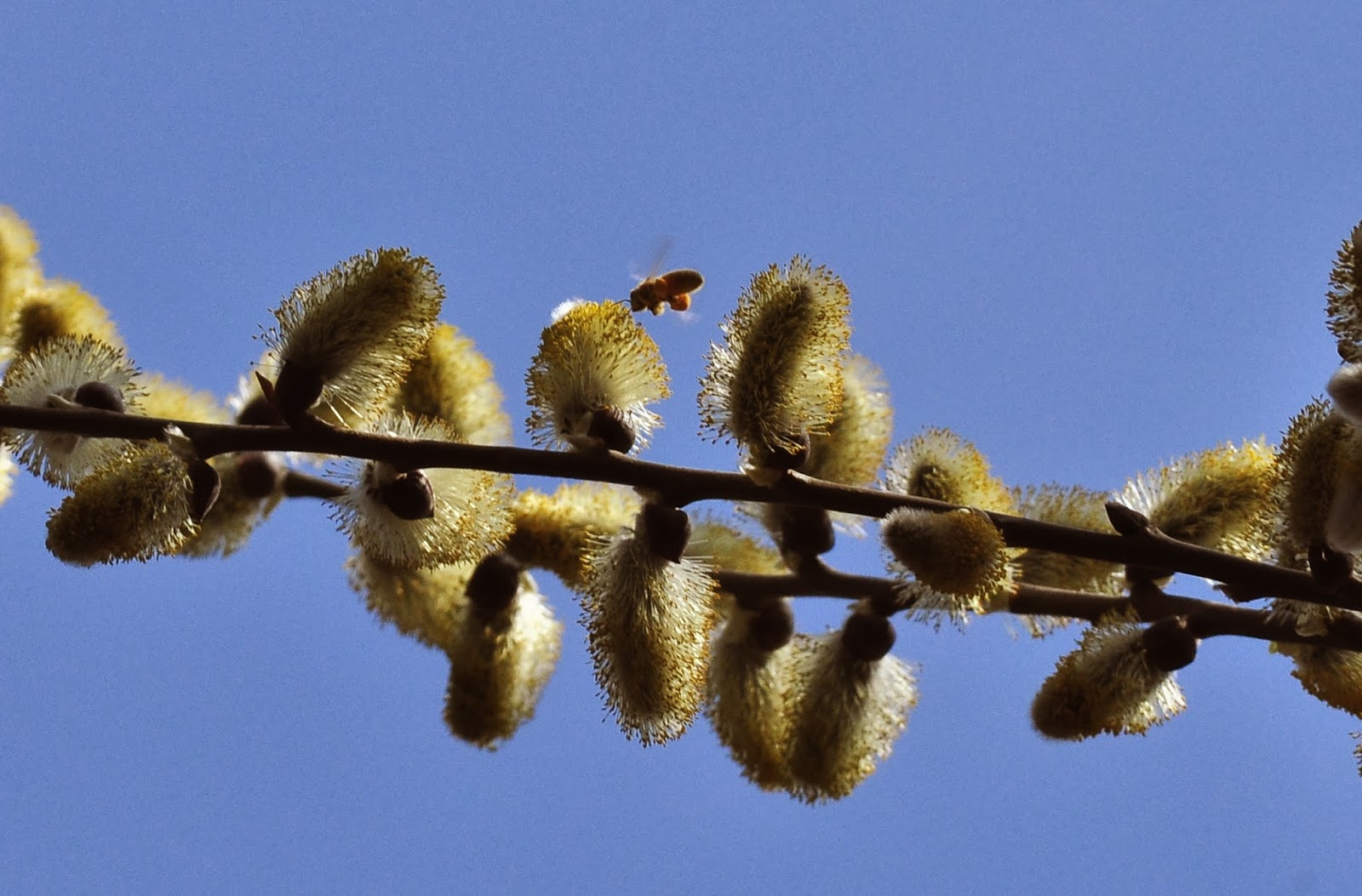 Meer natuur in de tuin